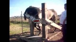 ARLEY PEREZ POR NECESIDAD DEJO SU RANCHO BY GUERITOwmv [upl. by Ruiz]