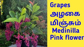 Grapes அழகை மிஞ்சும் Medinilla Plant Pink flower plant [upl. by Idak]