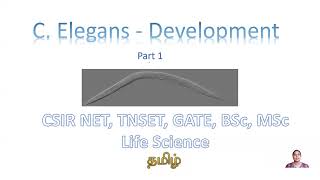 C elegans Development Part 1 CSIR NET TNSET GATE Life Science BSc MSc Biology [upl. by Amesari759]