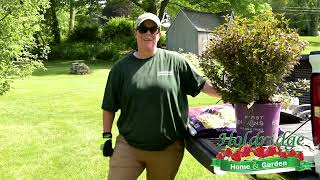 Holdridge Home amp Garden How to Plant a Shrub [upl. by Babbette]