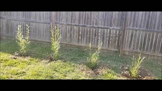 HYBRID WILLOW TREES 40  DAY GROWING PROCESS [upl. by Mott586]