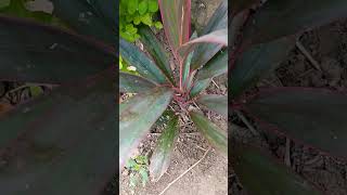 Cordyline plant my garden update garden plants gardening [upl. by Elokyn722]