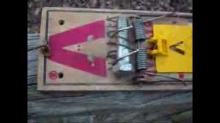 how to modify a rat trap to catch squirrels easy [upl. by Nytsirk897]