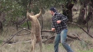 Kangaroo vs man fight [upl. by Jens]