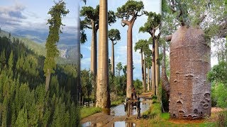 El BAOBAB Africano Es Considerado el Árbol mas Exótico Del Mundo [upl. by Body631]