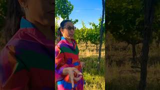 Touring Wine Vineyards in Tuscany lifestyle travelling wine [upl. by Osborne429]