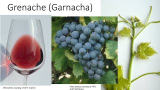 Grape Variety 38 Grenache [upl. by Adnaloy4]