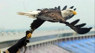 Challenger the FreeFlying Bald Eagle AEF [upl. by Annad]