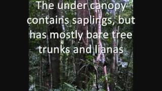 The Tropical Rainforest Biomewmv [upl. by Elimay]