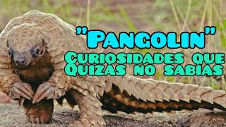 Curiosidades sobre el pangolín que quizá no conocías [upl. by Yerga]