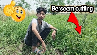 berseem k grass ki cutting  village life  vlog [upl. by Inoek]