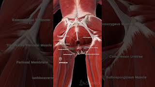 perineal body muscles shorts anatomy mbbs [upl. by Assirec]