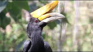 Rhinoceros Hornbill Calls [upl. by Niro834]