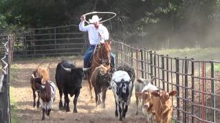 Tom Ben roping  a horse for sale at GoldBuckleBarrelHorsescom [upl. by Ynafit]