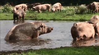 Zo leven de biologische varkens van De Groene Weg [upl. by Ayrotal699]