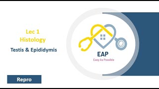 Lec 1  Histo  Testis amp Epididymis  Repro 42 [upl. by Kcirederf]