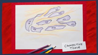 Connective tissue the basics  Biology tutorial [upl. by Etteinotna]