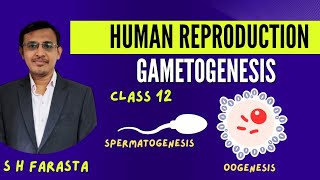 Gametogenesis Class 12Spermatogenesis and Oogenesis Class 12Human reproduction [upl. by Ennahgem]