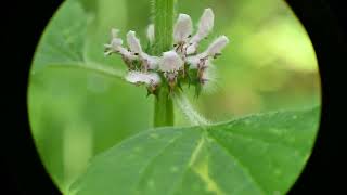 Leonurus cardiaca Motherwort [upl. by Aleehs]