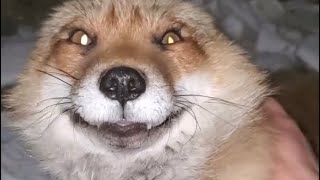 Finnegan fox laughing compilation [upl. by Haidej]