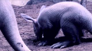 Meet quotHooverquot The New Baby Aardvark At The Bronx Zoo [upl. by Horick]