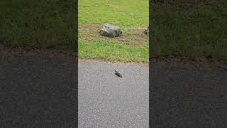 Turtle in the road June 16 2024 [upl. by Esilana]