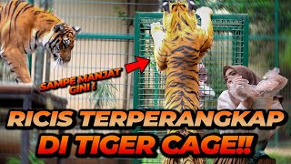 RIA RICIS TERPERANGKAP DI TIGER CAGE ALSHAD  KO REAKSINYA GINI [upl. by Zeena325]