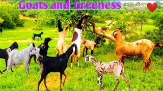 Goats🐐🐐❤️ and green grass🌲🌲🌵❤️Goats Virelgoats Greerngrass [upl. by Katharyn]