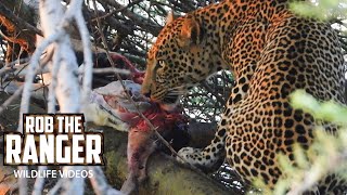 Male Leopard Eats Gazelle  Maasai Mara Safari  Zebra Plains [upl. by Aiclef954]