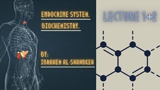 Endocrinology Biochemistry lecture 12 [upl. by Anavi]