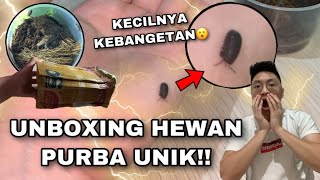 UNBOXING HEWAN PURBA UNIK YANG MASIH HIDUP SAMPAI SEKARANG UKURANNYA KECIL TAPI KUAT BANGET [upl. by Australia]