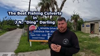 The Best Fishing Culverts in JN quotDingquot Darling [upl. by Nyrhtak]