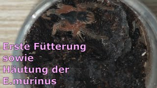 Die ersten Tage der neuen Slings Fütterung Davus sp panama und die E murinus hat sich gehäutet [upl. by Eki549]