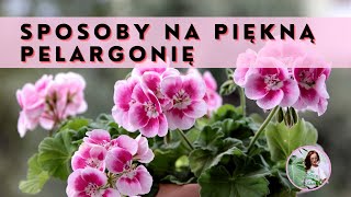 10 sposobów na obficie kwitnącą PELARGONIĘ Co zrobić żeby pelargonia kwitła pięknie i obficie [upl. by Anniala]