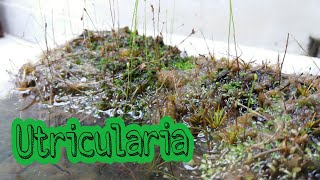 Utricularia Curiosidades Minhas Plantas Carnívoras [upl. by Madella]