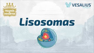 LISOSOMAS [upl. by Adnihc]