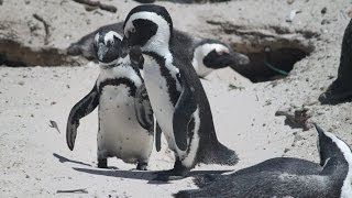 Pinguine am Boulders Beach  Simons Town  Kaphalbinsel [upl. by Watts]