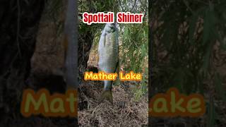 Spottail Shiner  Mather Lake [upl. by Hama98]