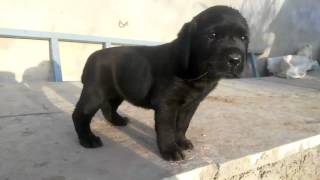 Show Quality Black Labrador Puppy Crying In The Morning [upl. by Sax]