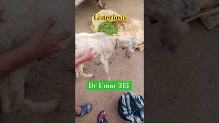 Listeriosis In sheep  Sheep disease  Sheep treatment  sheep  shorts  ytshorts [upl. by Melas]