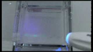 Agarose gel electrophoresis of proteins [upl. by Rebmit]