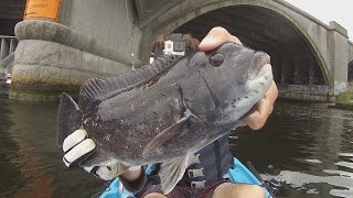 Urban Tautog Kayak Fishing [upl. by Nosmirc]