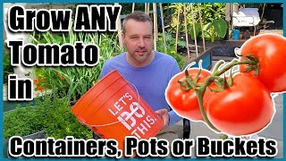 How to Grow Tomatoes in Containers Pots or Buckets Container Gardening [upl. by Marchelle]