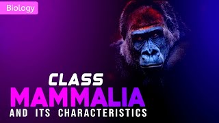 CLASS MAMMALIA  ANIMAL KINGDOM  class 11 NEET  3D ANIMATION  PWNEETWallah [upl. by Einatsed]