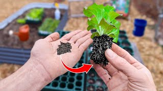 This New Method of Starting Seeds Will Change Your Life [upl. by Vernon]