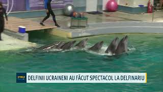 Delfinii ucraineni au făcut spectacol la delfinariu [upl. by Thoer]