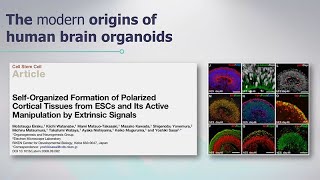 Brain Organoids and Robotics  AI  Sanford Stem Cell Symposium [upl. by Anawk593]