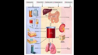 farmacocinetica de los OPIOIDES y usos clinicos [upl. by Zinck376]