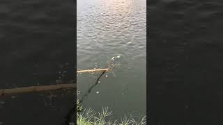 Fishing net  Using watermelon as bait to catch fish  Outdoor fishing fishing shortsviral [upl. by Nosyk143]