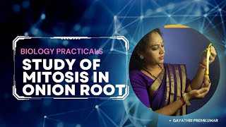 STUDY OF MITOSIS IN ONION ROOT TIP cbse class12 biology practical ncert [upl. by Eymaj59]